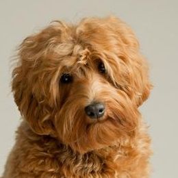 Australian Labradoodle adult dog