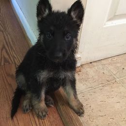 German Shepherd Puppies from Austin’s German Shepherd’s