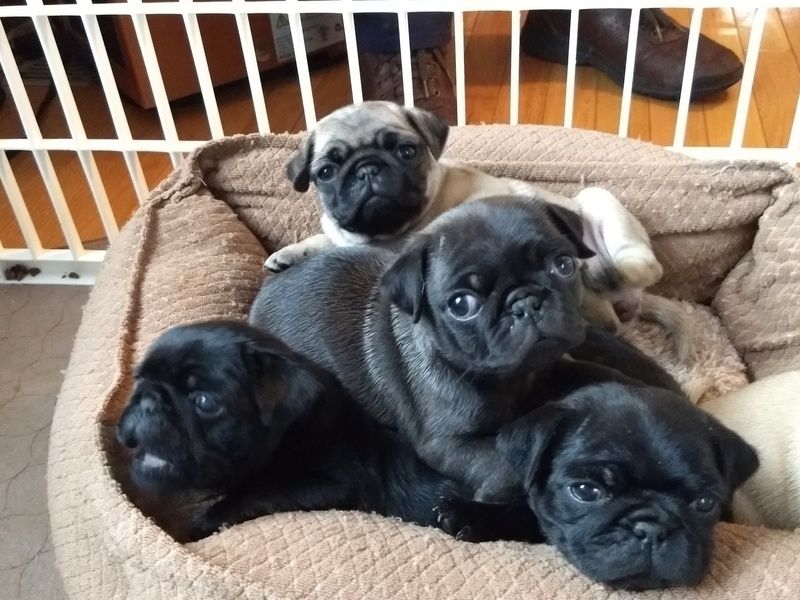 Sweetie store pie pugs