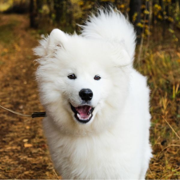 Samoyed