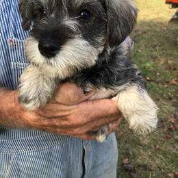 Miniature Schnauzer Puppies from Circle R Ranch