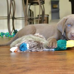 Labrador Retriever Puppies from New Life Labradors