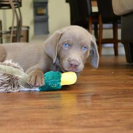 Labrador Retriever Puppies from New Life Labradors