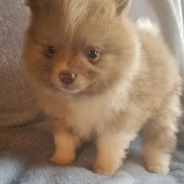 Pomeranian Puppies from Heather Merillat Puppies