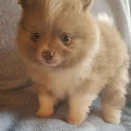 Pomeranian Puppies from Heather Merillat Puppies