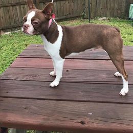 Boston Terrier and French Bulldog All Grown Up from Eclipse Bulldogs
