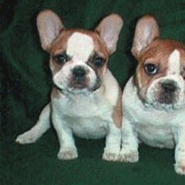 French Bulldog Puppies from Pettybulls