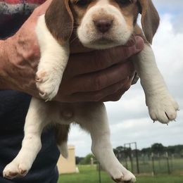Beagle Puppies from Parmelee Beagles