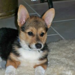 Pembroke Welsh Corgi Puppies from Nistler's Farm Corgis