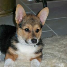 Pembroke Welsh Corgi Puppies from Nistler's Farm Corgis