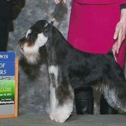 Finney - Miniature Schnauzer