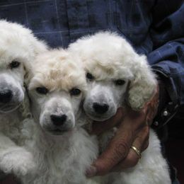 Poodle Puppies from Avalon Standard Poodles