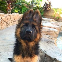 German Shepherd Puppies from vom Glock