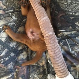 Labrador Retriever Puppies from Terracotta Treasures Labradors