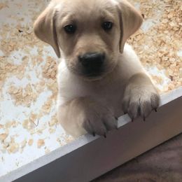 Labrador Retriever Puppies from Cary Labradors