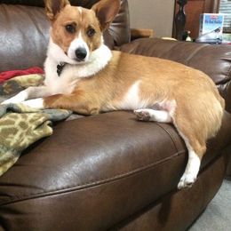 Pembroke Welsh Corgi Puppies from Walkabout's Pembroke Corgi's