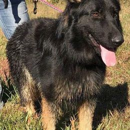 Charlie - German Shepherd