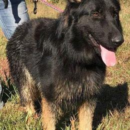 Charlie - German Shepherd