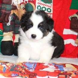 Miniature American Shepherd Puppies from Brunskills Mini Americans