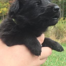 German Shepherd Puppies from Peakes Brook Shepherds