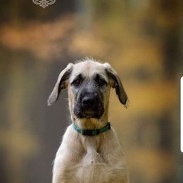 Irish Wolfhound Puppies from Earthsong kennel