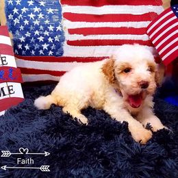 Goldendoodle Puppies from O'Town's Goldendoodles
