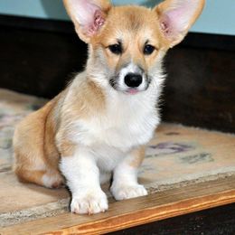 Dalarno Pembroke Welsh Corgis breeder of Cardigan Welsh Corgi