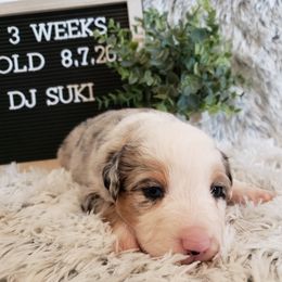 Miniature Australian Shepherd Puppies from Wilkers Wholehearted Mini Aussies