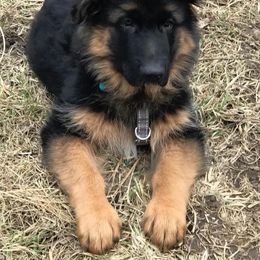 German Shepherd Puppies from Darkwing GSD