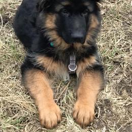 German Shepherd Puppies from Darkwing GSD