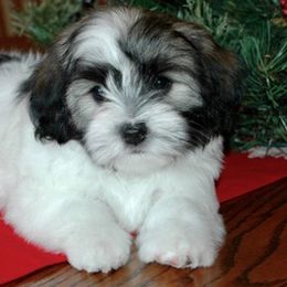 Havanese Puppies from Bedlem Havanese