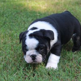 English Bulldog Puppies from Buffalo Bulldogs