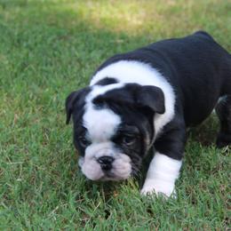 English Bulldog Puppies from Buffalo Bulldogs