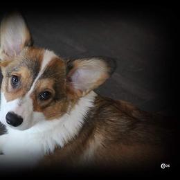 French Bulldog and Pembroke Welsh Corgi Puppies from Laurel Canyon Kennels