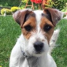 Diamond - Jack Russell Terrier