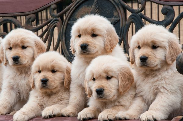 What to expect when working with a responsible breeder