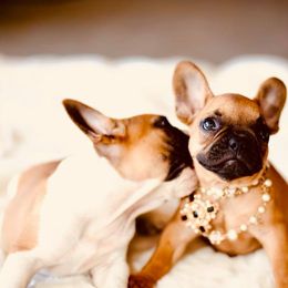 French Bulldog Puppies from Dior Dogs