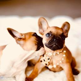 French Bulldog Puppies from Dior Dogs