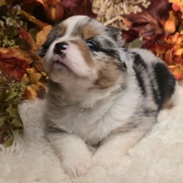 Dancer - Blue merle female Miniature Australian Shepherd puppy in Ola, Arkansas from Peaceful Acres