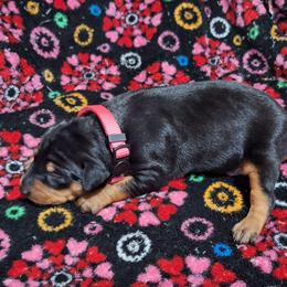 Amaya - Black and rust female Miniature Pinscher puppy in Grove, Oklahoma from K&J's Min Pins Of Grand Lake