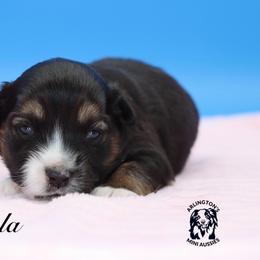 Kayla - Black tri female Miniature Australian Shepherd puppy in Weeki Wachee, Florida from Arlington's Mini Aussies