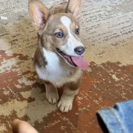 Elsa - Pembroke Welsh Corgi