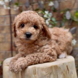 Soleil - Apricot female Cavapoo puppy in Arlington, Texas from Van Haselen Poodles and Doodles