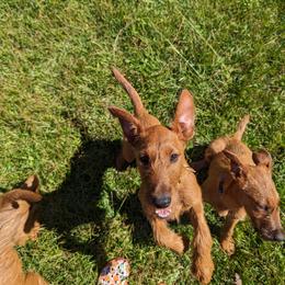 Irish Terrier Puppies from Detmore Kennels