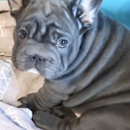 Joan Rivers - Blue female French Bulldog puppy in Deer Park, Texas from Lots of Ropes French Bulldogs