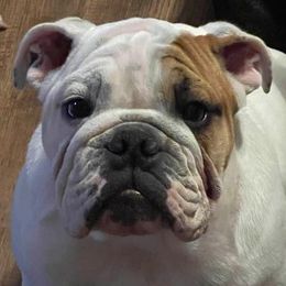 Bulldogs and French Bulldogs from LaBonte Bulldogs