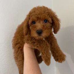 Coral - Red female Cavapoo puppy in Fort Worth, Texas from Aloha Paradise Poodles LLC