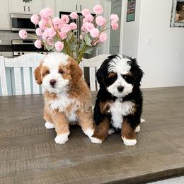 Bernedoodle puppies from Wonderful World Doodles