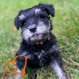 Boy 1 - Miniature Schnauzer puppy from Four Seasons Schnauzers