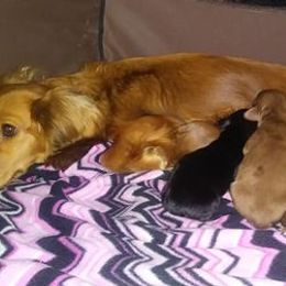 Dachshunds from Kristine Emery's Dachshunds